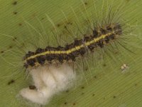 hc-par  Parasitized larva