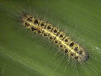 olepa-larva-feeding-on-banana  Larva on banana leaf