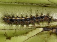 olepa-larva  Larva feeding on banana