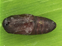 pericallia pupa  Pupa