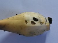 somena-on-banana (17)