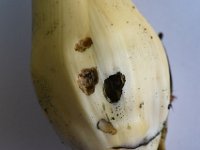 somena-on-banana (18)