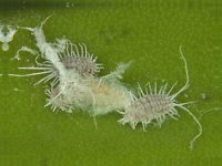 JackBmealybug  Jack Beardsley mealybug on banana fruit