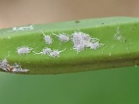 JackBmealybug1  Fruit with mealybugs