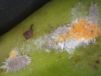 Jackbeardsley mealybug (1)