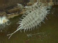 Jackbeardsley mealybug (2)