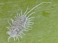 Jackbeardsley mealybug (4)