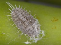 Jackbeardsley mealybug (5)