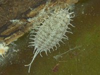 Jackbeardsley mealybug (6)