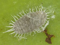 Jackbeardsley mealybug (7)