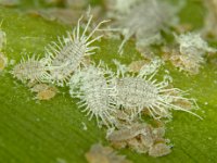 Jackbeardsleyi-Mealybugs (1)