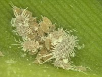 Jackbeardsleyi-Mealybugs (2)