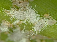 Jackbeardsleyi-Mealybugs (3)