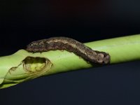 DSC 1250  Larva feeding on cigar leaf