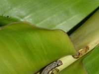 DSC 1254  Larva feeding on cigar leaf