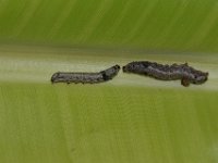 DSC 1260  Larvae feeding on banana leaf