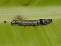 DSC 1262  Larva feeding on banana