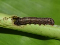 DSC 1267  Larva feeding on cigar leaf