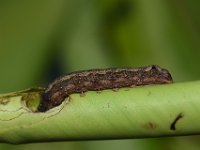 DSC 1268  Larva feeding on cigar leaf