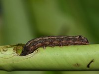 DSC 1270  Larva feeding on cigar leaf