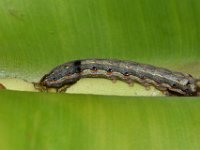 DSC 1279  Larva feeding on banana leaf