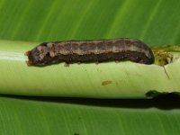 DSC 1281  Larva feeding on cigar leaf