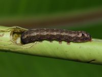 DSC 1282  Larva feeding on cigar leaf