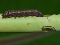 DSC 1284  Larva feeding on cigar leaf