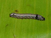 DSC 1285  Larva feeding on banana leaf