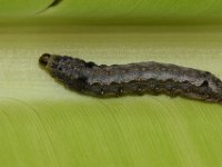 DSC 1289  Larva feeding on banana leaf