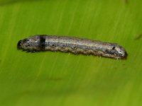 DSC 1291  Larva feeding on banana