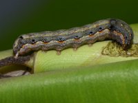 DSC 1294  Larva feeding on cigar leaf