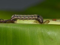 DSC 1296  Larva feeding on cigar leaf