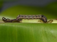 DSC 1297  Larva feeding on cigar leaf