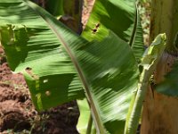 DSC 1302  Cigar leaf damage due to larva