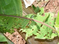 DSC 1332  Damage caused by Spodoptera larva