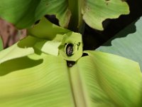 DSC 1334  Larva feeding inside cigar leaf