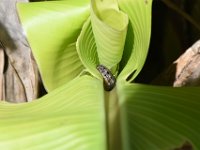 DSC 1356  Larva feeding on banana