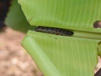 DSC 1359  Larva feeding on Banana leaf