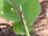 DSC 1365  Cigar leaf damage by Spodoptera