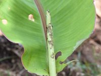 DSC 1367  Cigar leaf damage by Spodoptera