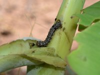 DSC 1370  Larva feeding on cigar leaf of banana