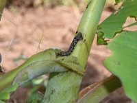 DSC 1371  Larva feeding on cigar leaf of banana