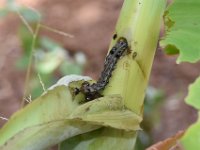 DSC 1373  Larva feeding on cigar leaf of banana