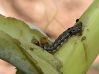 DSC 1375  Larva feeding on cigar leaf of banana