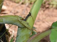 DSC 1378  Larva feeding on cigar leaf of banana