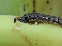 DSC 1380  Larva feeding on cigar leaf