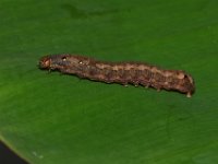 DSC 1399  Larva of Spodoptera litura