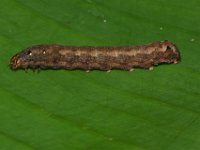 DSC 1400  Larva of Spodoptera litura