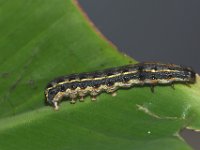 DSC 1402  Larva of Spodoptera litura